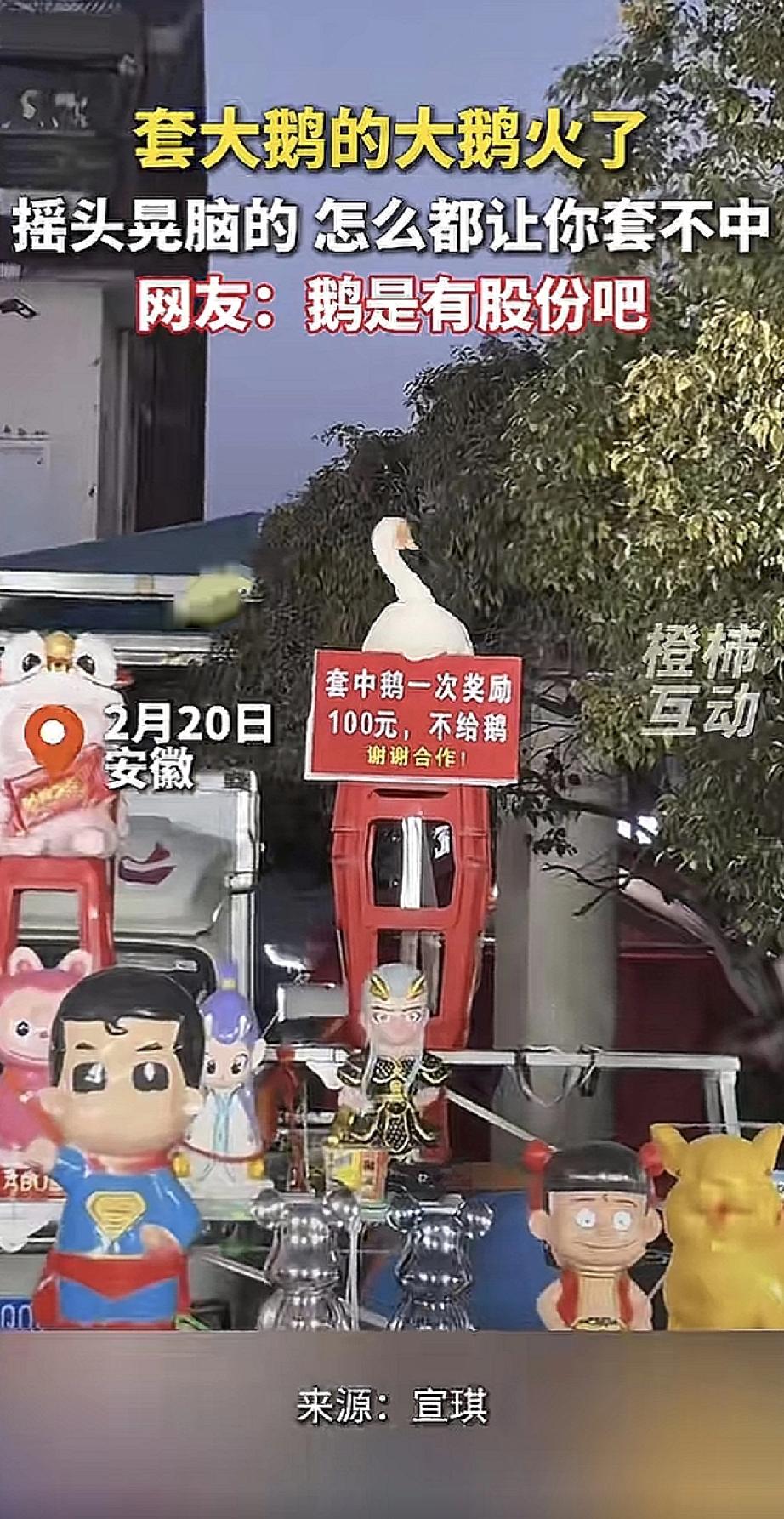 安徽有个套圈摊最近火了，火的原因不是套圈的人，而是那只被套的大鹅。视频里，大