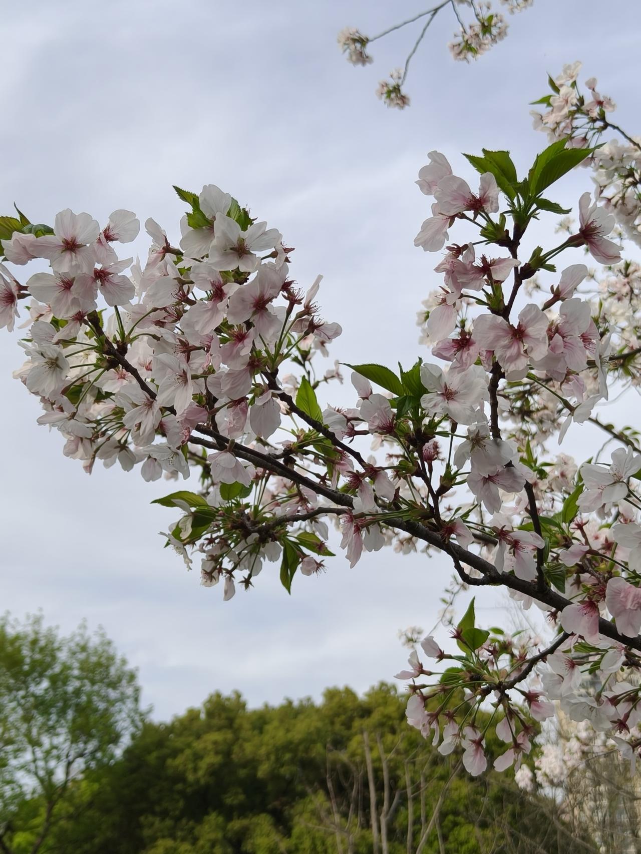 今天也拍到了樱花🌸还有粉色晚樱不过今天的樱花🌸已经不是主角了！