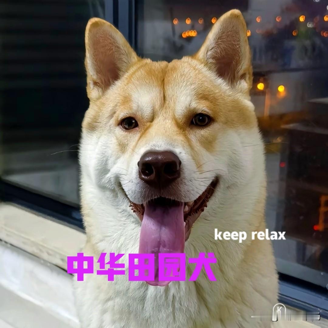 突然间发现，以前在农村随处可见的土狗，现在的身价已经今非昔比。它们不仅身价猛涨，