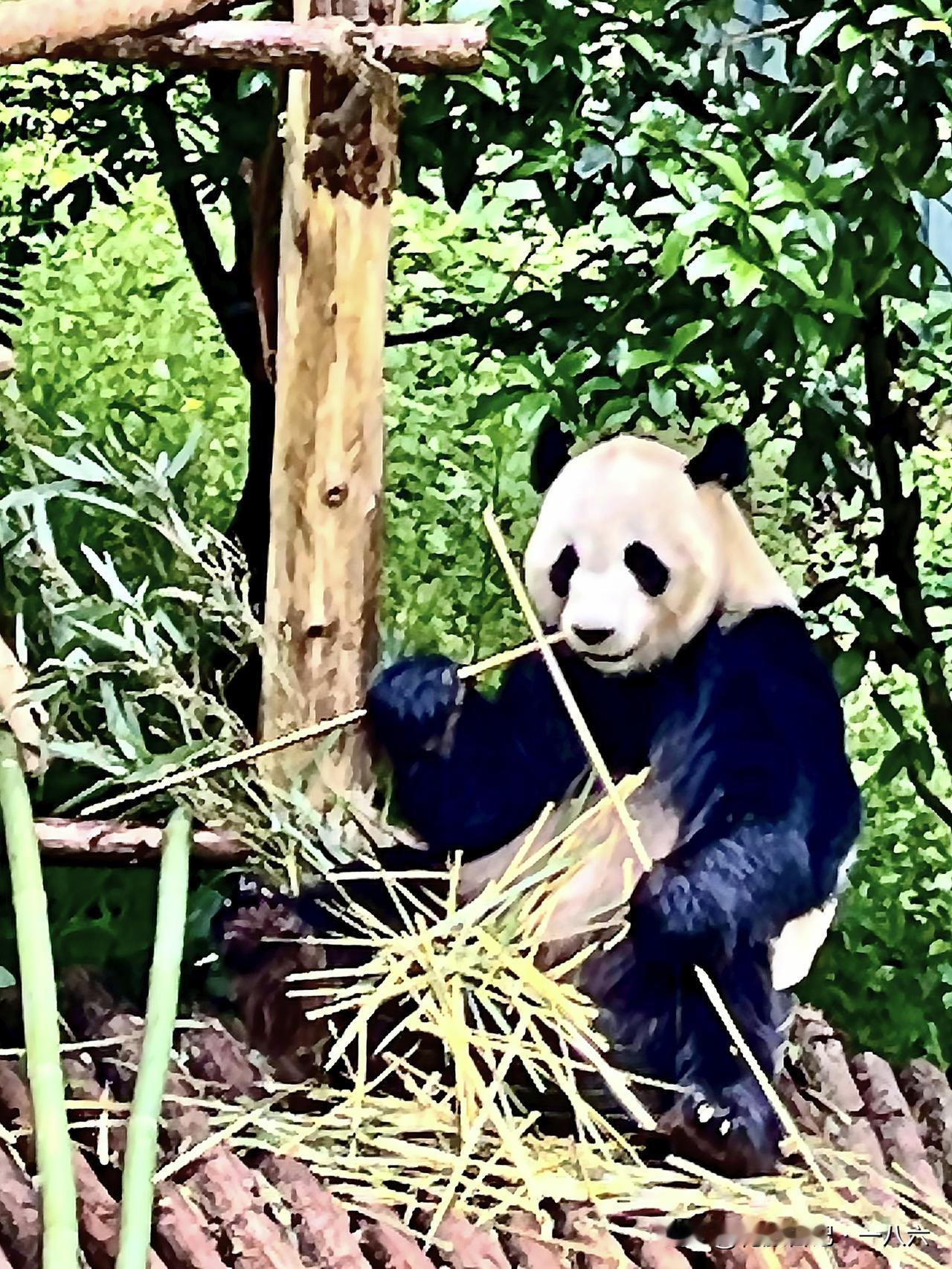 🔥贵阳人藏不住了！黔灵山才是0元顶流！免费看熊猫+网红猴，3小时逛疯😭