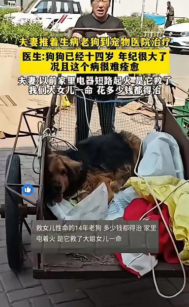 夫妻推着14岁的老狗去宠物医院，医生说狗年纪大了、病难痊愈，可夫妻俩一句话戳
