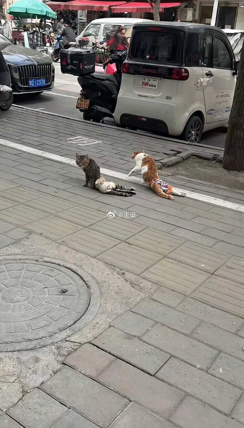 老天呐，它们这是咋了？