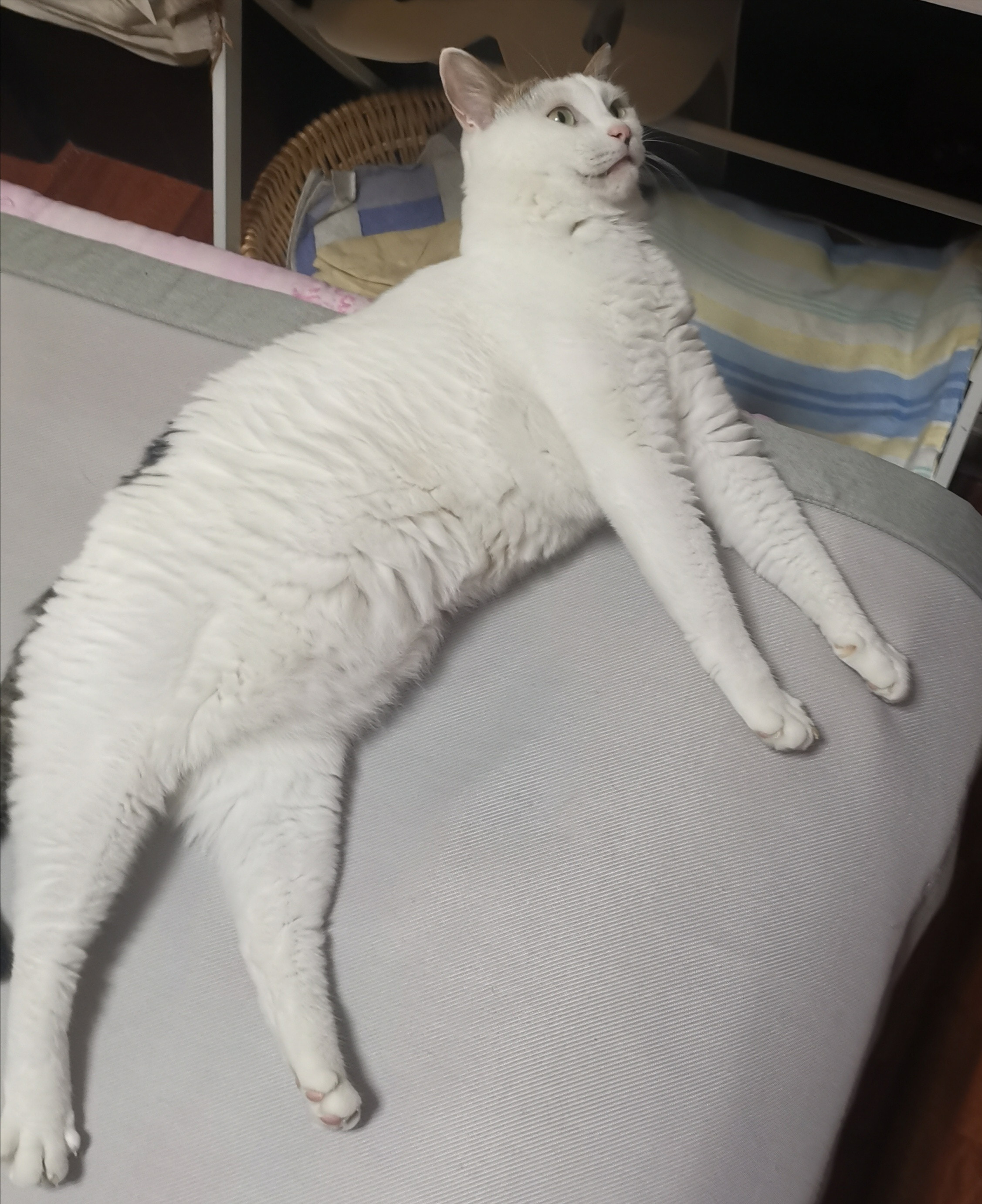 猫宁。今日多帅和强弟。一日二猫，洋猫睡觉，中猫安坐竹椅。
