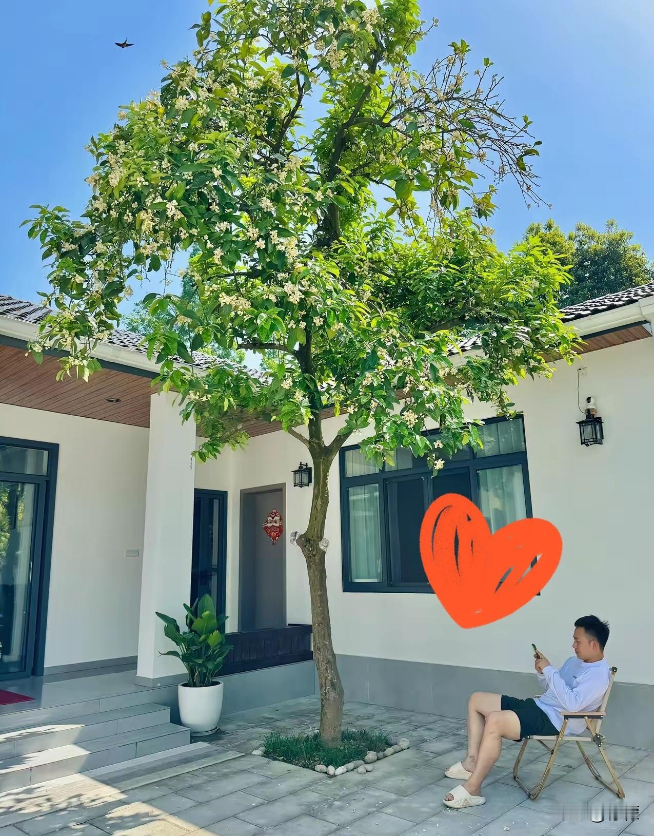 院子不管大小，一定要种一棵镇宅树！小院有树，家里才有精气神。很多人装修庭院