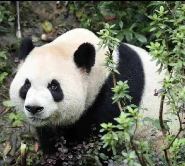 短期热度容易，长期互动难：美国的&34;熊猫账&34;怎么算？如果两只大熊猫来到美国，最先改变的不会