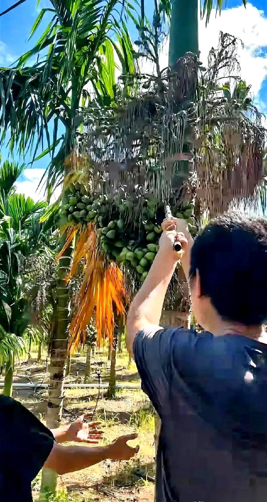 前两年，谁家要是没几亩槟榔，出门都不好意思跟人打招呼。真的，一点不夸张。村里