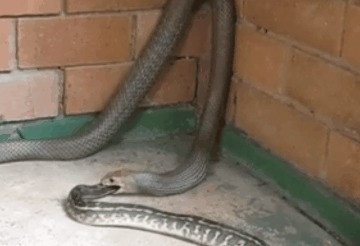 相煎何太急! 在澳大利亚发现蛇吞蛇恐怖一幕