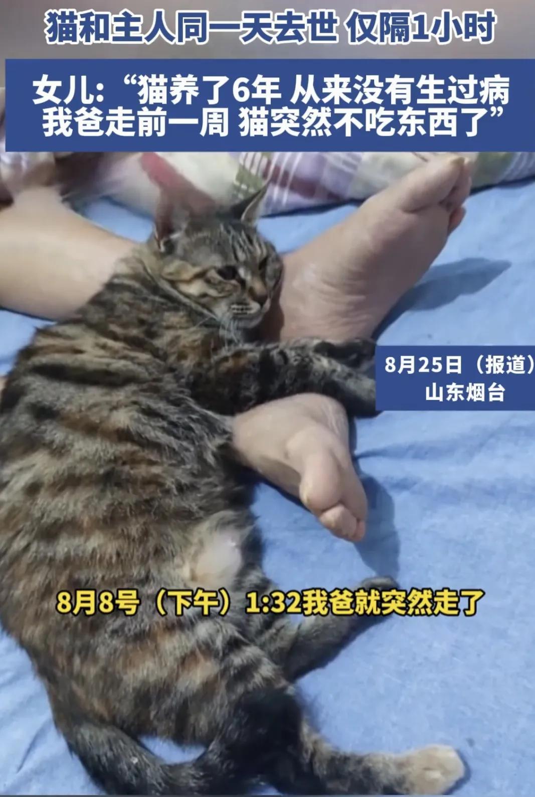 🌞“简直不可思议！”山东烟台，一位老人离世，不料当天家里的猫咪也走了，而且