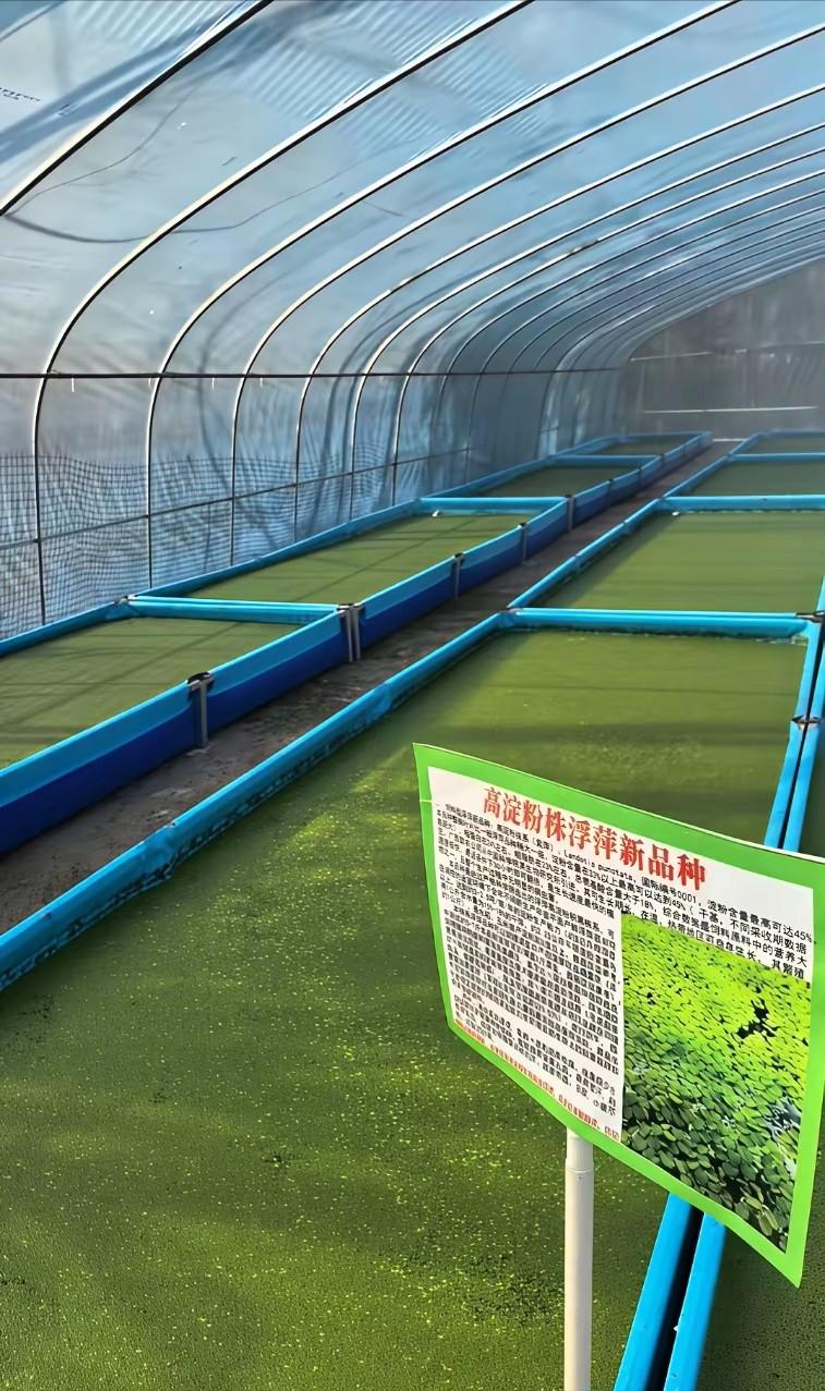 你知道亩产最高的作物是什么吗？不是土豆，不是红薯，不是甜菜，也不是甘蔗，答案