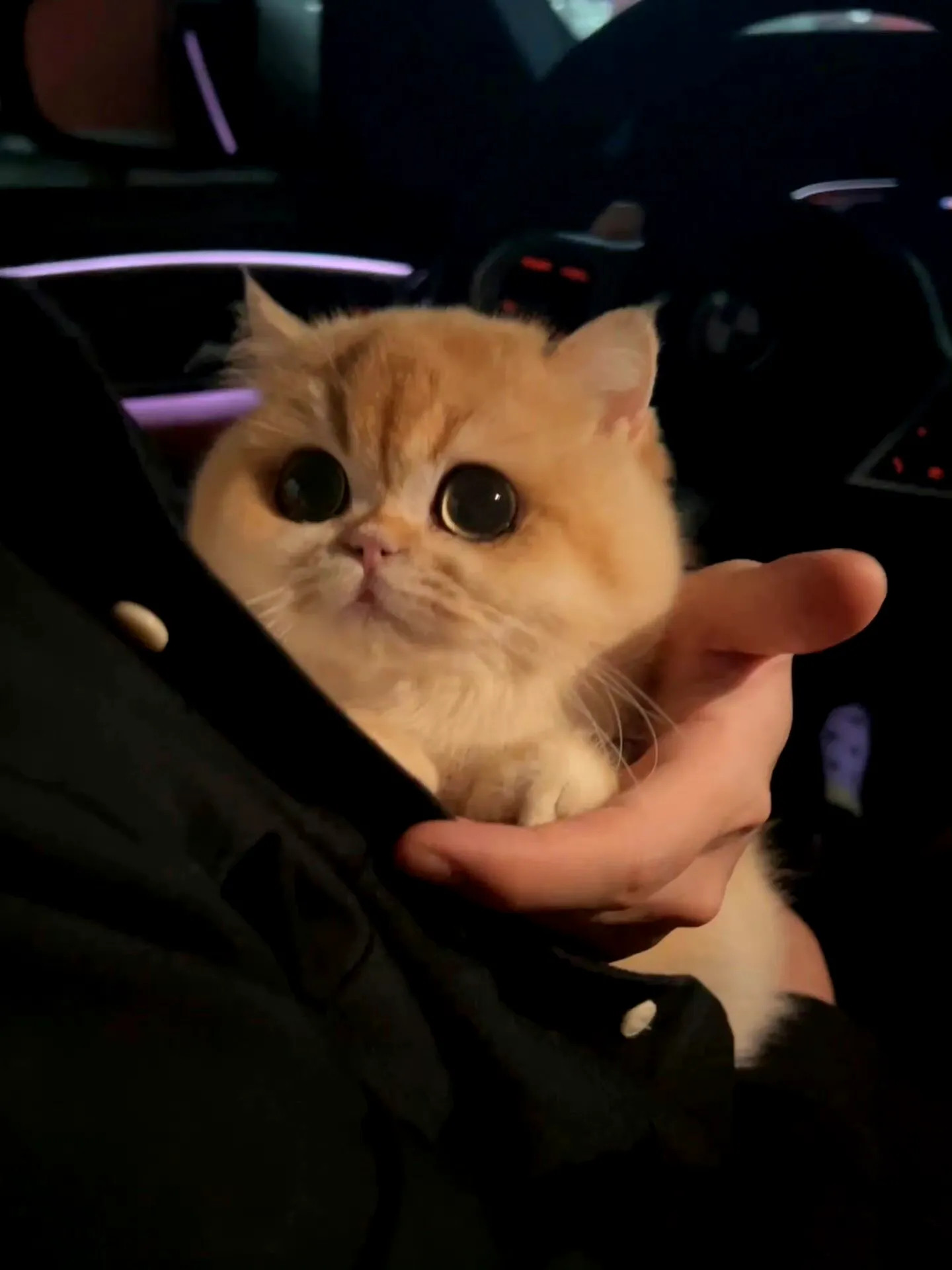 一看就没什么心眼儿的小猫～喜欢！