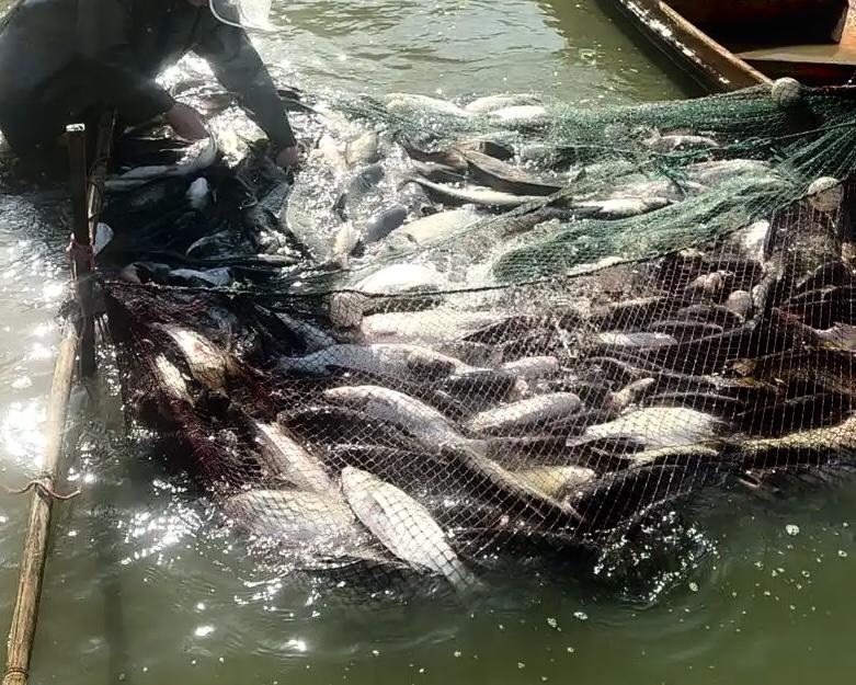 江苏淮安，一鱼塘主雇了几个人帮自己捕鱼，一次150块，谁知起网时，其中一人竟被