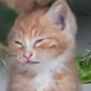 第一次见猫爸爸带猫咪：霸霸窝脑壳疼！！！