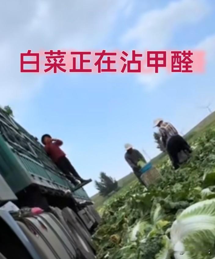 河北白菜沾甲醛，谁吃谁玩完😡有网友拍到所有在河北拉白菜的大车，无一例外，
