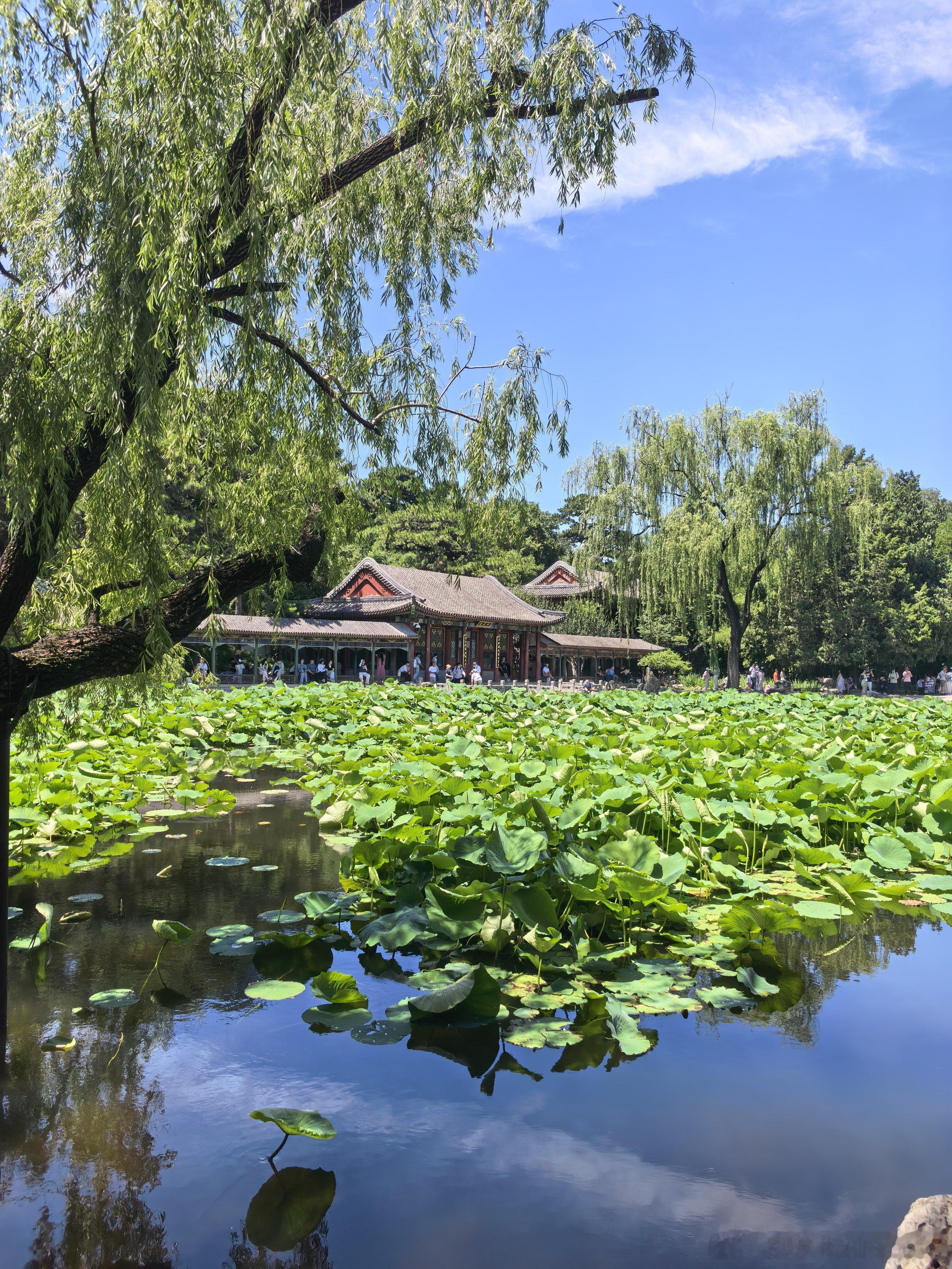夏日颐和园，谐趣园摄影