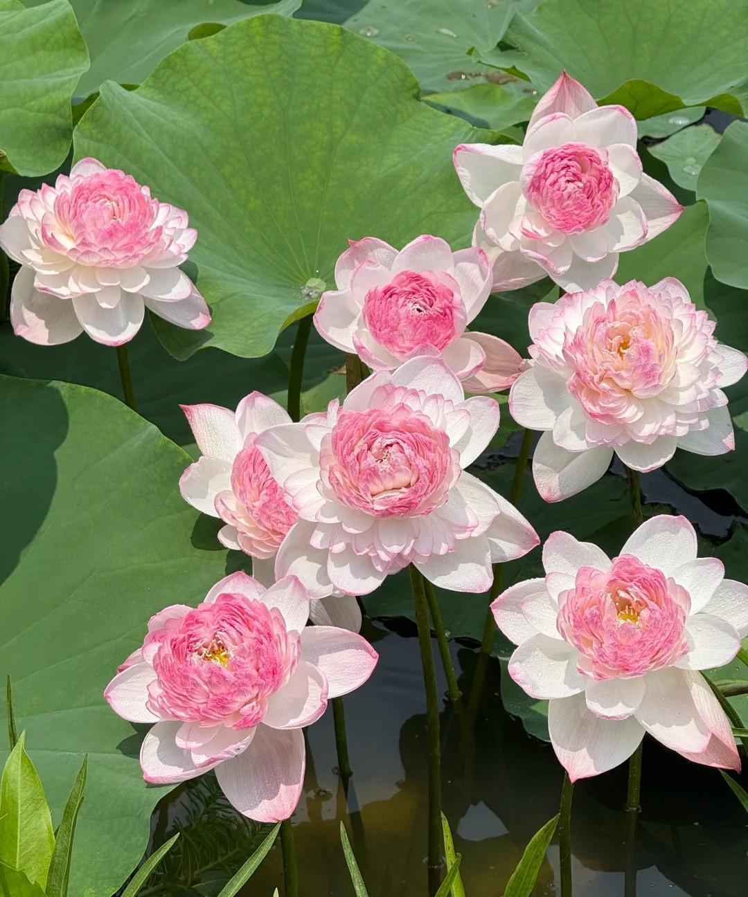 这么美的荷花，居然叫巨无霸！