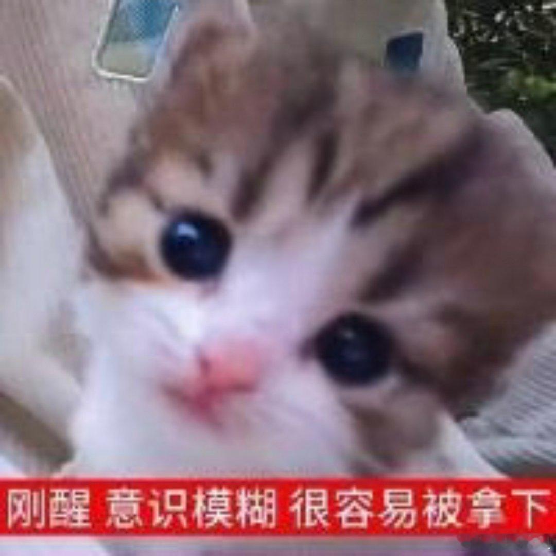 猫咪表情包。​​​