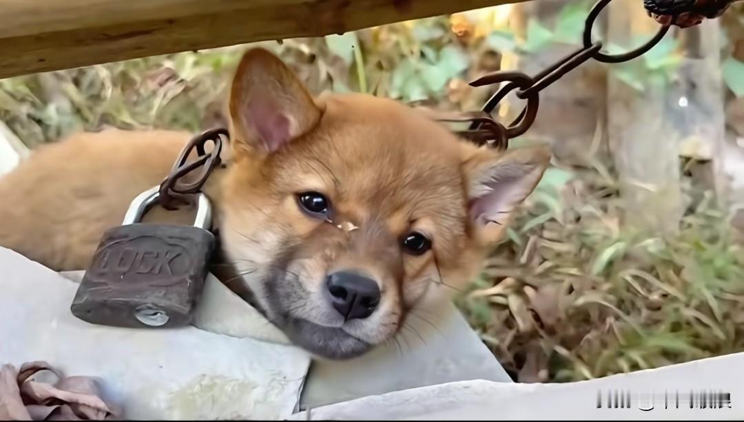 小狗被一个傻子兼酒鬼收养，出门时那人总会用挂着大锁的铁链紧紧扣住它的脖子。可怜的