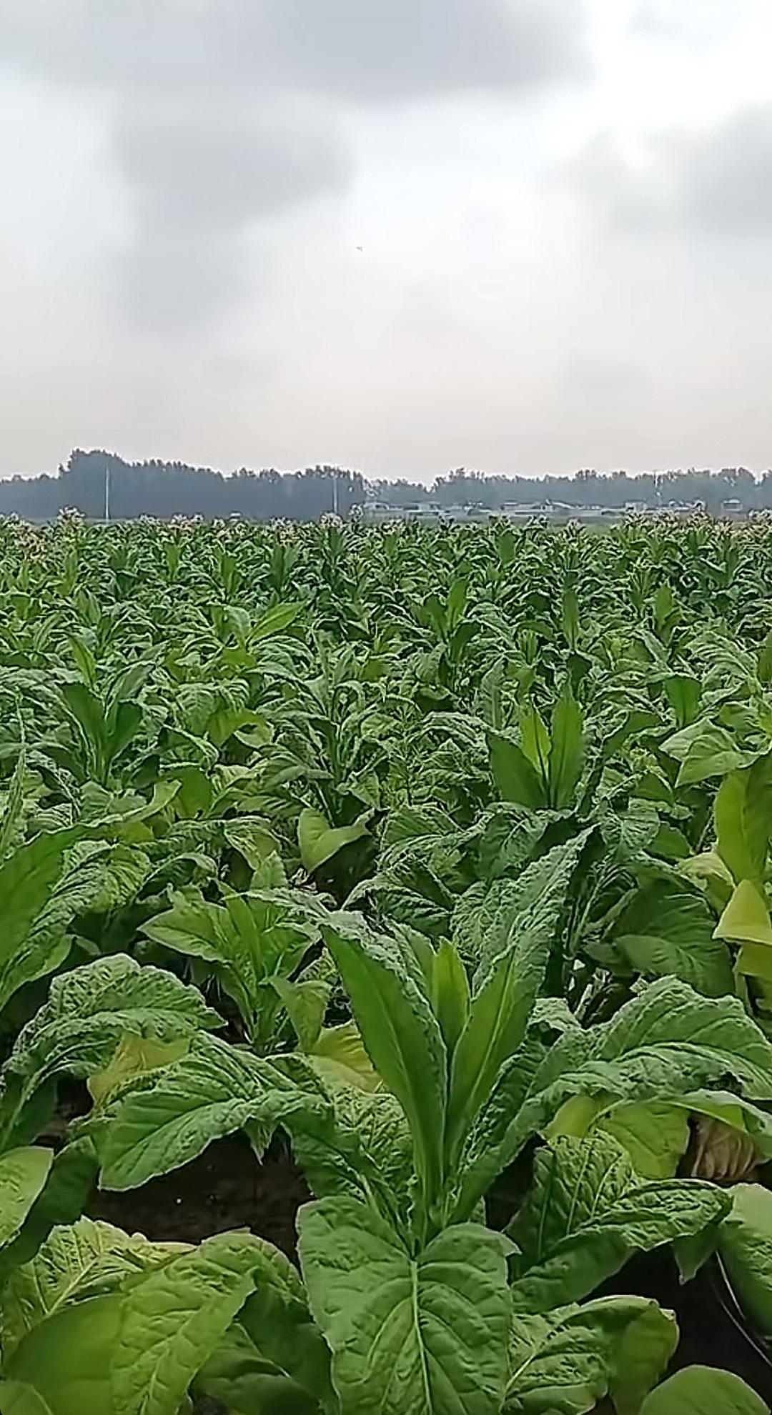 这片田地里的菜长得真旺盛啊！大家看一看这是什么植物，是玉米🌽吗？有认识的吗？告