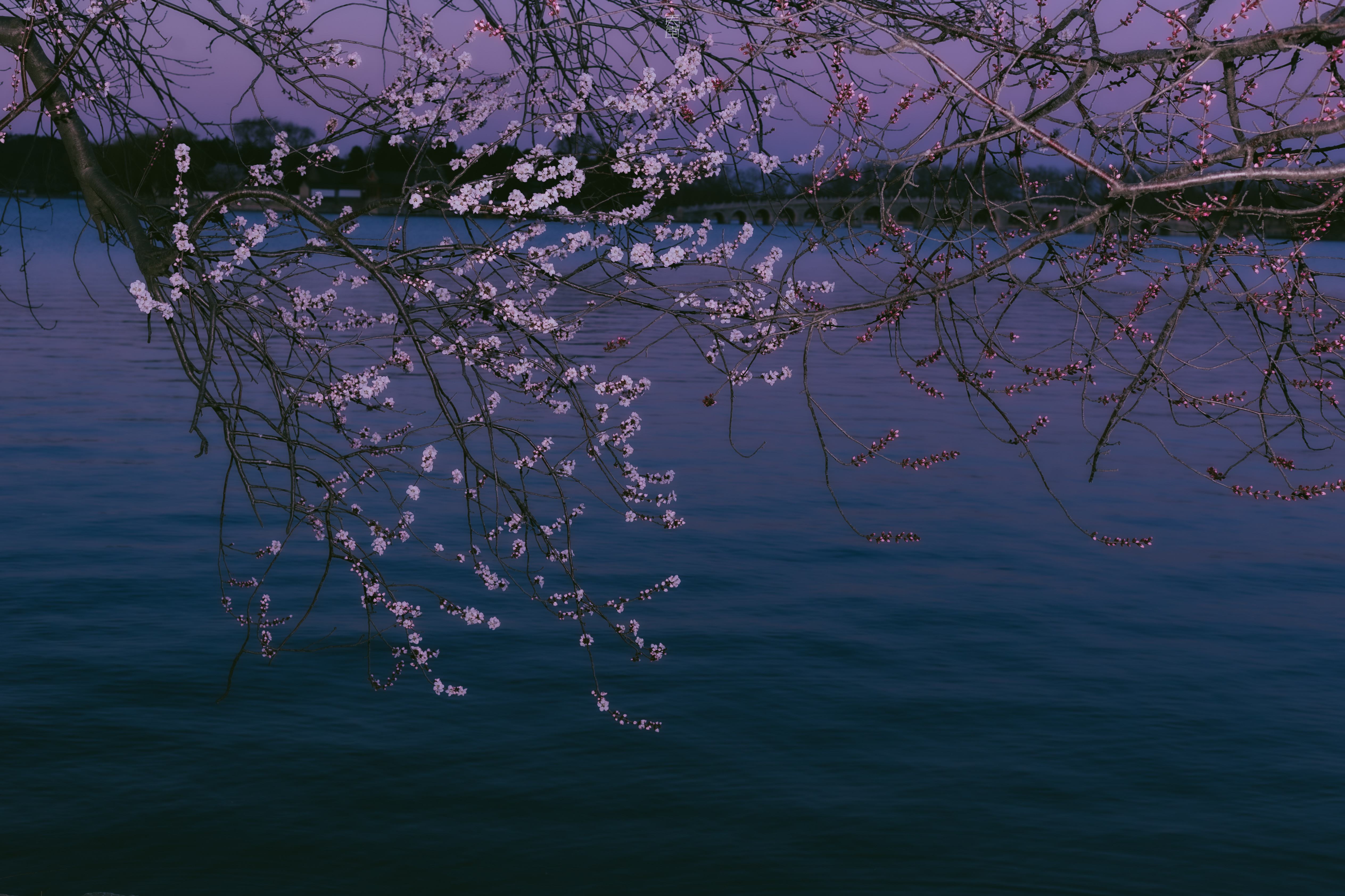 颐和园．春|十里桃花，半卷江南不要错过春天的夜晚🌸摄影
