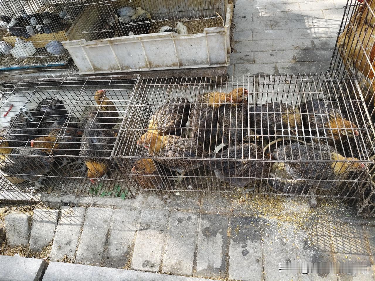 买几只土鸡养养吧，这么大的鸡，每只13，两只25。计划来六只。以前，农村家家