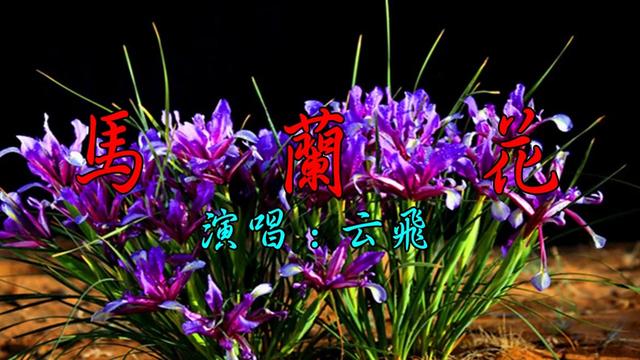 云飞《马兰花》