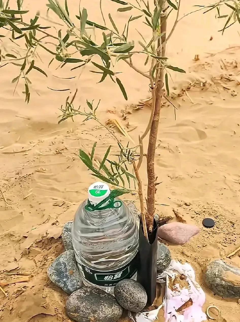 沙漠里了种的树苗，每棵树都有一桶水。这样是让这些树苗渴了自己拧开喝吗？