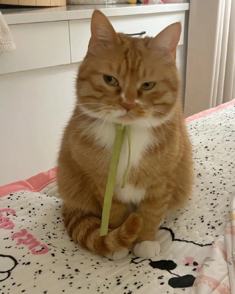 小猫咪生气了，哄不好的那种！