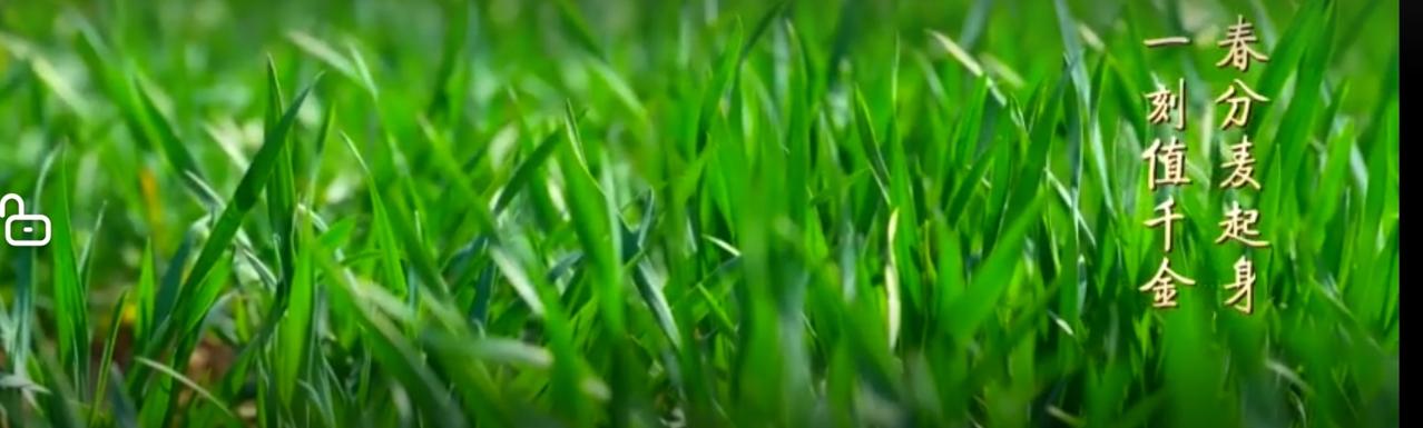 春分壮阔农忙图春分时节，神州大地春耕正忙。田间地头，农机轰鸣穿梭，农户弯腰