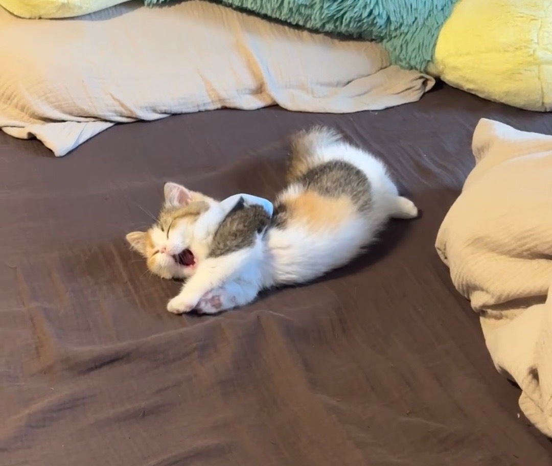 这大概就是live图存在的意义吧：欣赏小猫咪打哈欠全过程。​​​