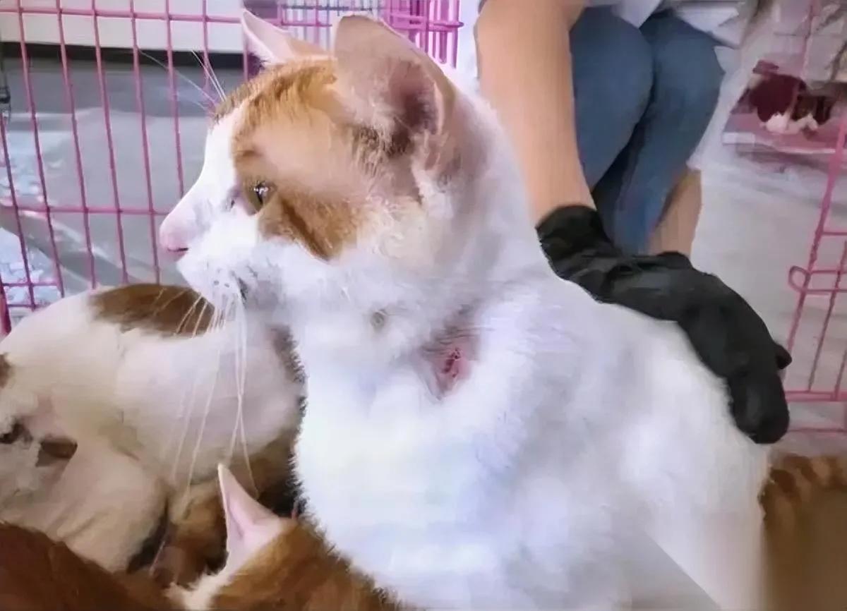 流浪猫竟成移动血包？广州一视频曝光残忍画面：几只瘦骨嶙峋的流浪猫被倒吊抽血，