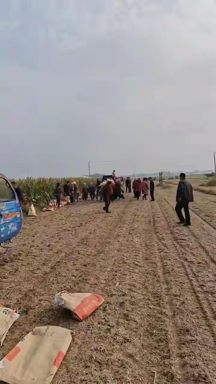 山东人的淳朴藏不住了！村支书一声吆喝，100人冒雨帮病邻收玉米，分文不取还倒贴力
