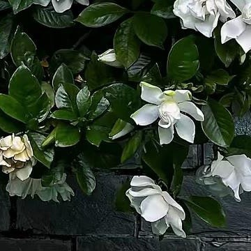 0000豆角的种植方法简述如下：一、选地与整地：选择土层深厚、肥沃疏松、排水良好