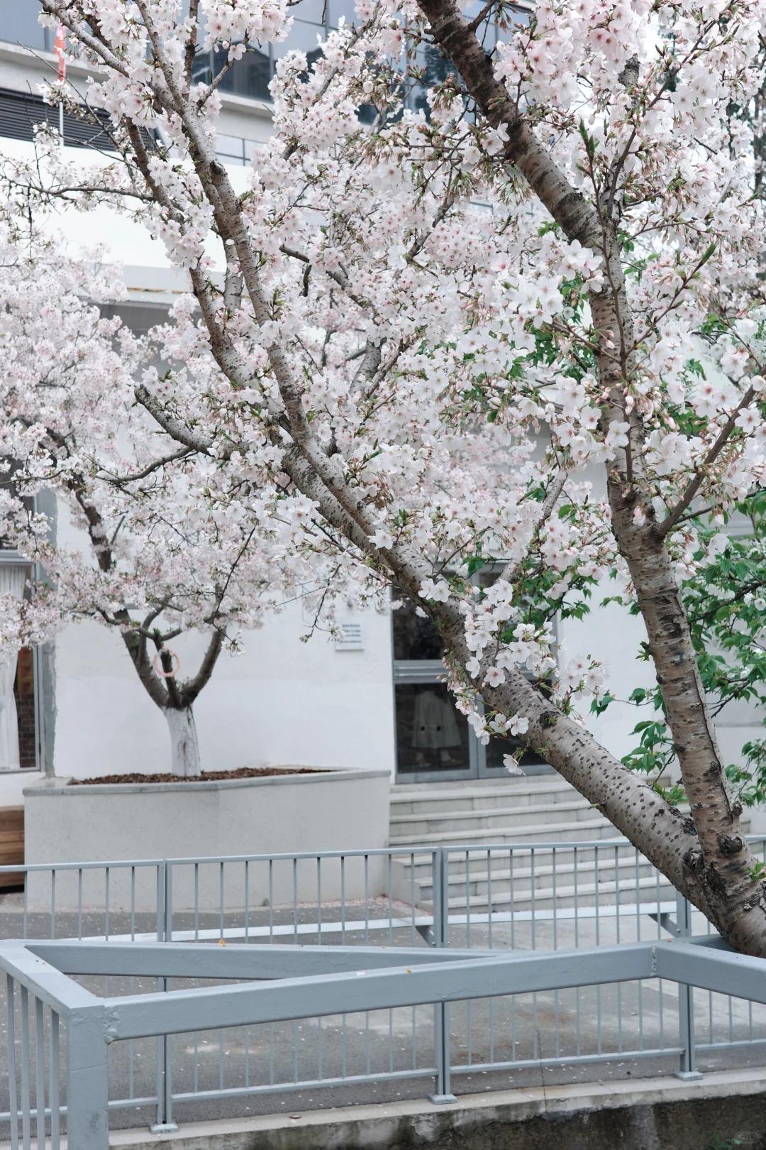 富阳区的樱花真的开得太旺盛了，漫山遍野的粉白，看得人满心欢喜。从市区驱车四五十分