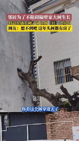 格局打开了！云南，户主翻修老房子时，发现邻居种的老树挡了自家屋子，按常理肯定得把