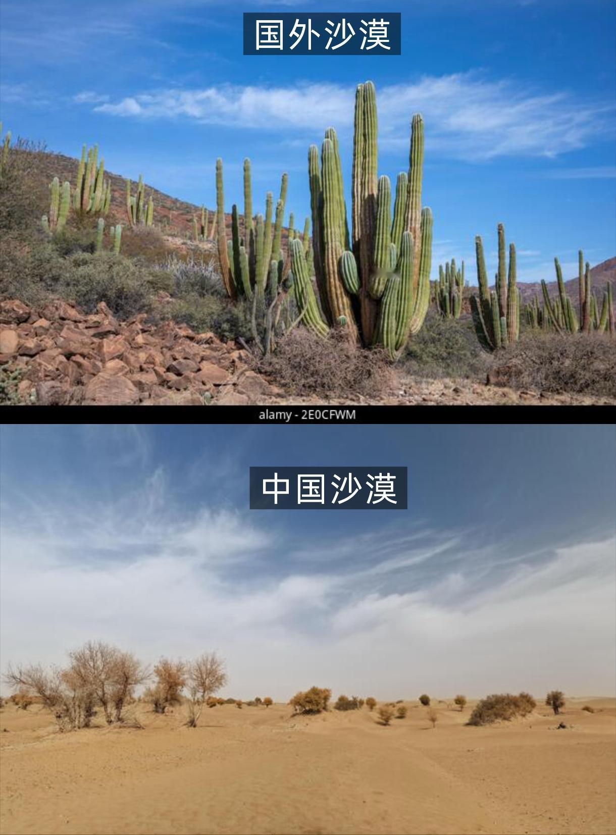 中国沙漠为何不长仙人掌？很多人看到美国西部片里仙人掌遍布荒漠，就以为沙漠都该