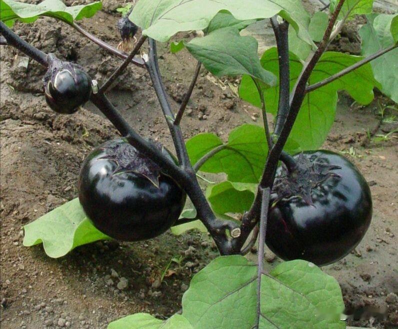 茄子最喜欢这几种肥料，用上以后，茄子挂满枝条还在给茄子猛施氮肥？难怪只长秧