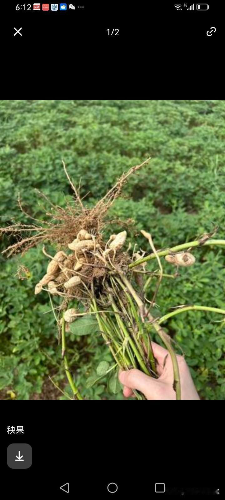 我喜爱花生——穷人果。花生这种植物，乃是苍天赐予土地干旱贫瘠地区人们的谋生之粮。
