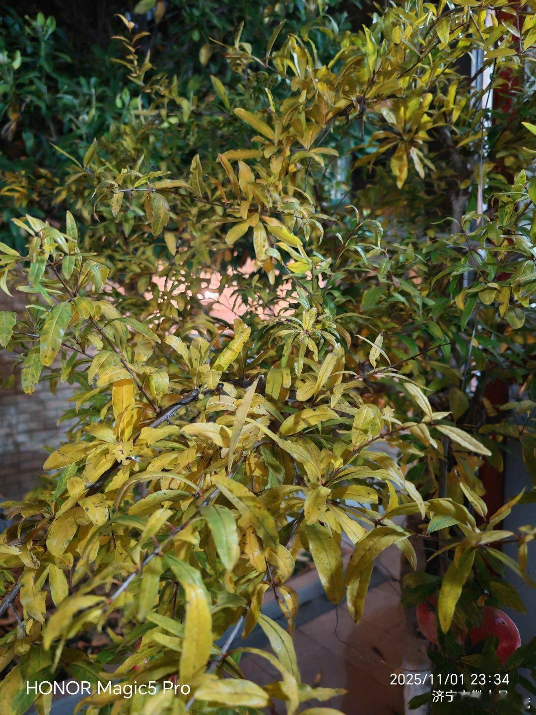 这两株盆栽石榴，已经养了四五年了。我越来越懂它们了。以前是让它们结的多，今年是让