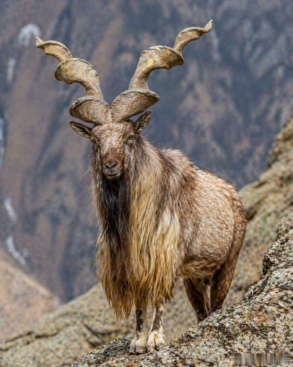 捻角山羊长着一对螺旋形的巨角，最长的能蹿到一米五以上。它就住在那些险得要命的石头