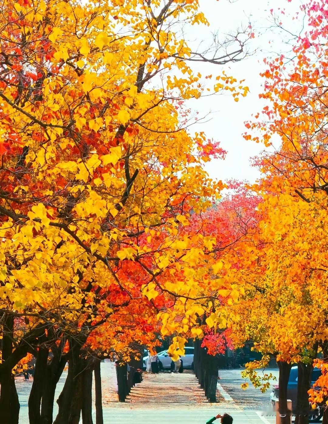 宿迁骆马湖打卡圣地，深秋叶子红了，最美宜居城市。