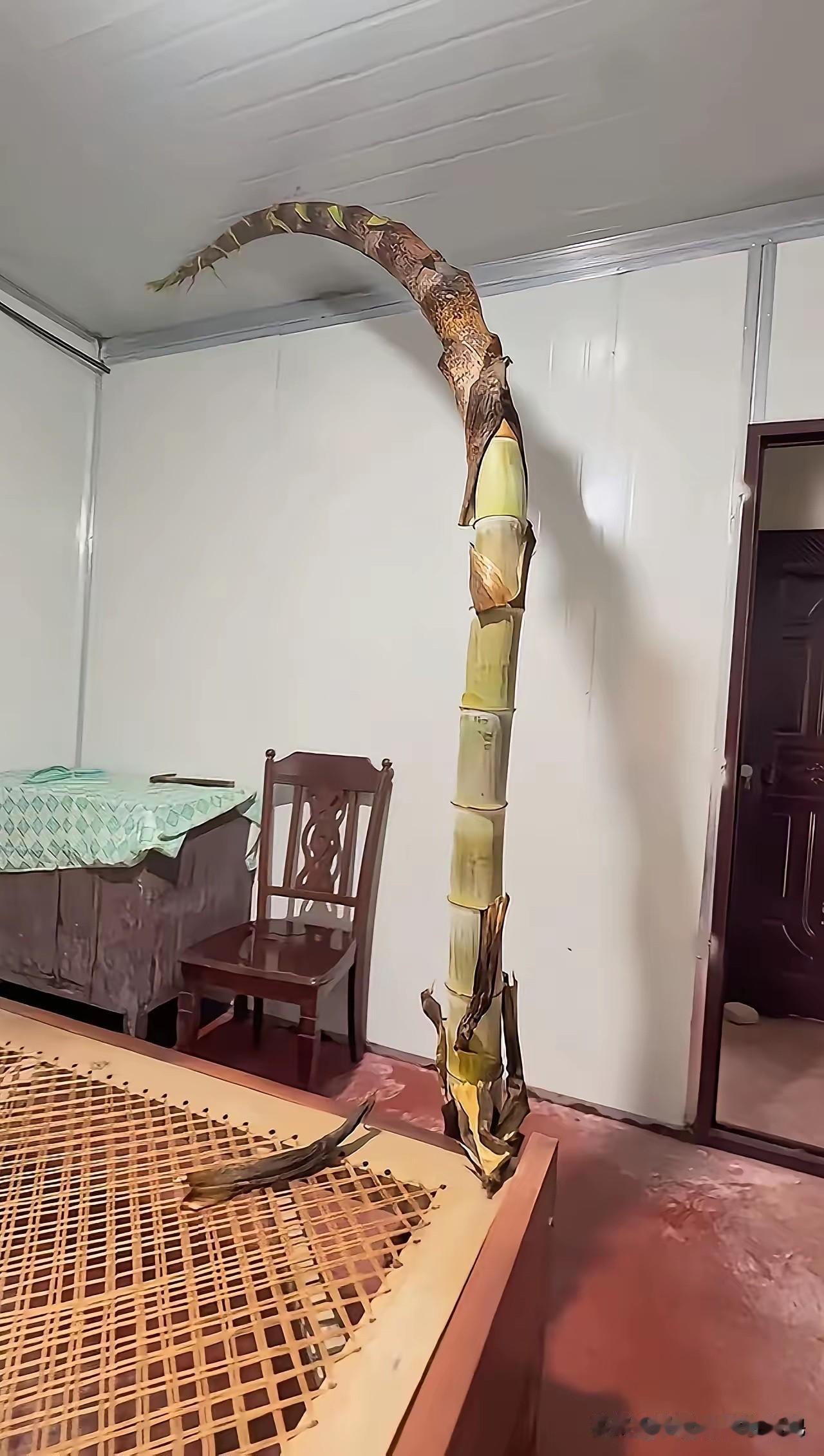 所以说，房前屋后不要种竹子。