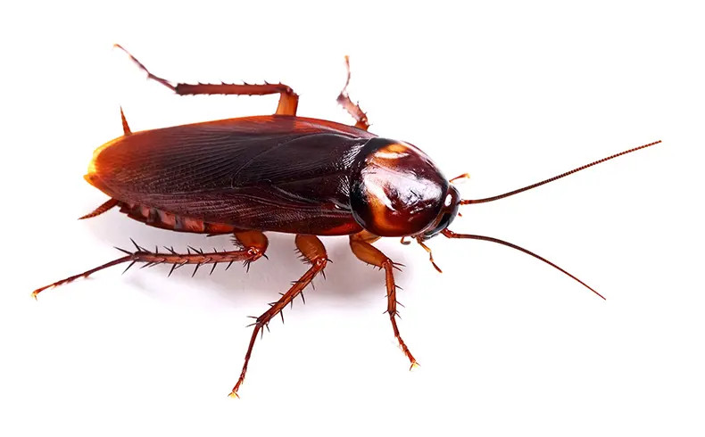 #职业索赔人就餐投放蟑螂敲诈被判刑#【餐馆就餐将蟑螂投入饭菜要挟商家，职业索赔人