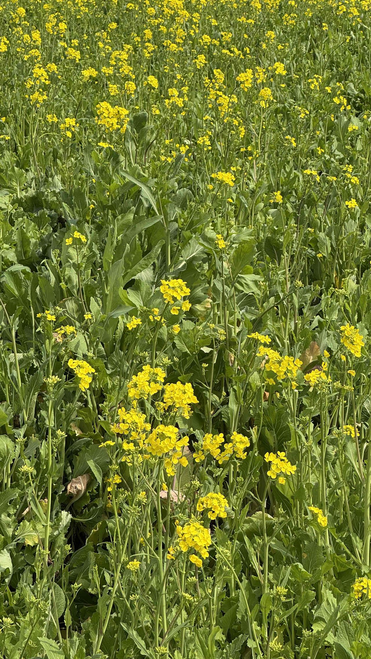 分享你随手拍的风景不必远行，身边已是花海。一年一度油菜花又开了，愿日子也这般灿烂