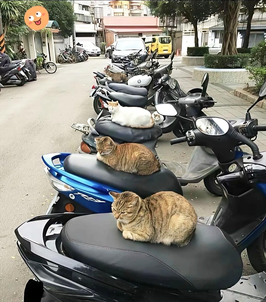 家人们谁懂啊！小区里的流浪猫简直把电动车当成“龙椅”了！天天一本正经地蹲