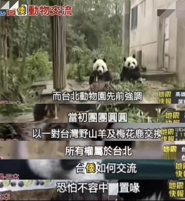 台北动物园：熊猫是大陆赠送的，与日方交换，大陆管不着！在“台独”分子眼中，国宝竟