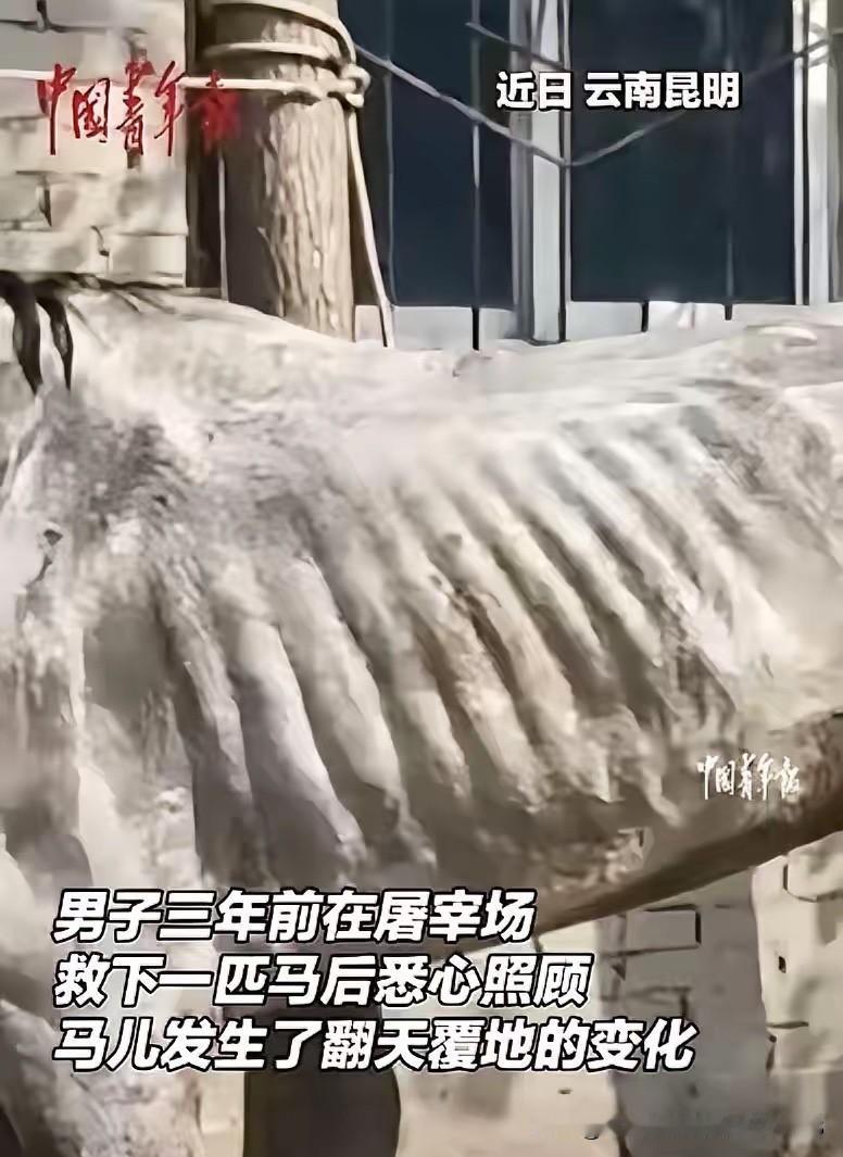 云南昆明，一匹病马原本要被主人宰掉，被一位好心人救了下来。三个多月里花了超过十万