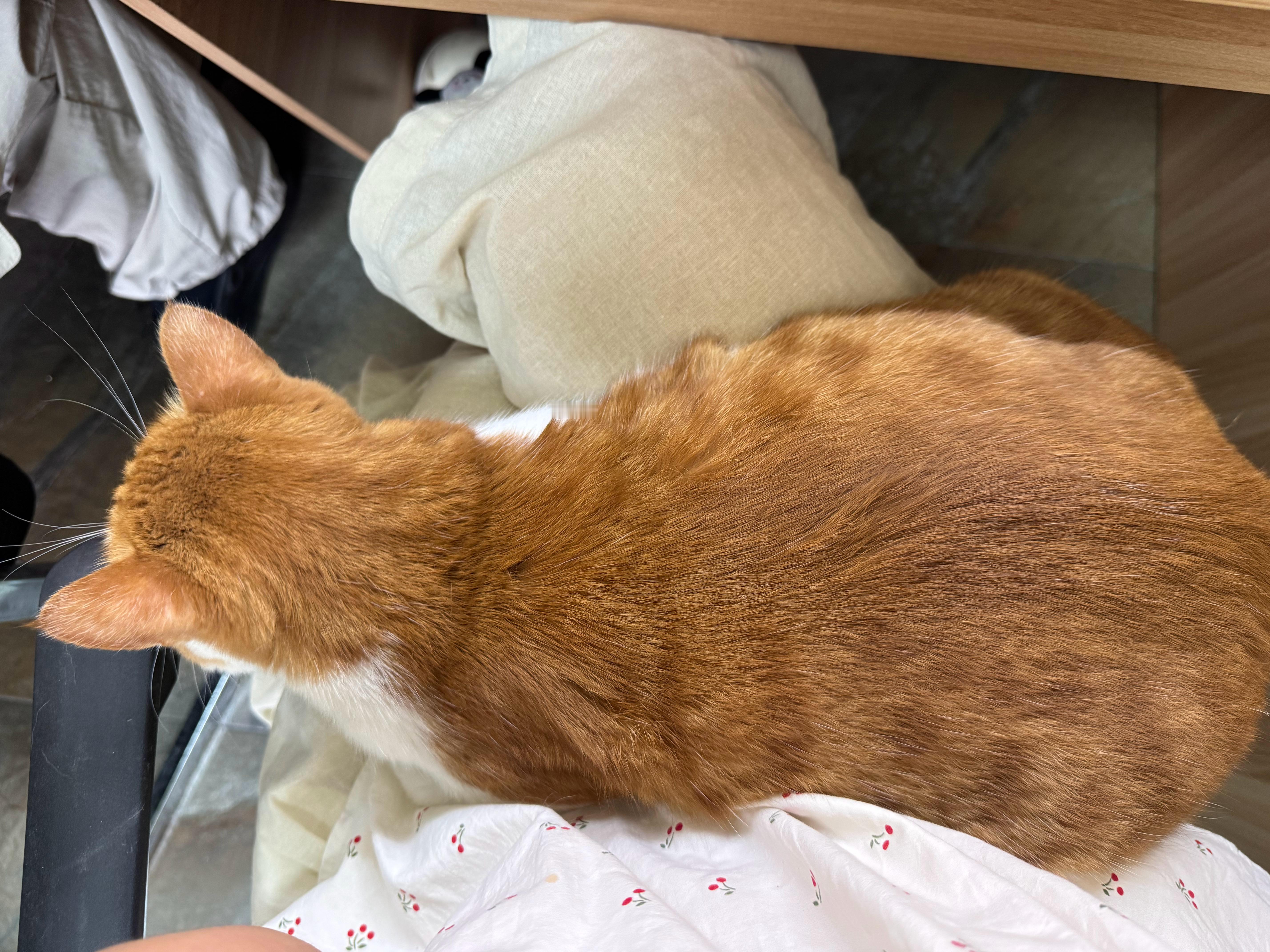 不知道啊刚坐下来拼豆小猫咪直接进怀了（咪主动跳上来的