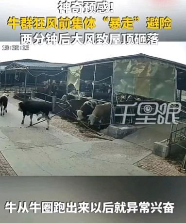 “太不可思议了！”河北邢台一处养牛场内，原本正在安静吃草的牛群，突然情绪异常躁动