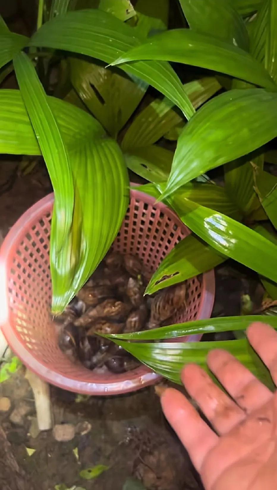 蜗牛🐌这玩意竟然也会是一道美食，你敢想？这是谁发明的吃法，之前在海南保亭吃过一
