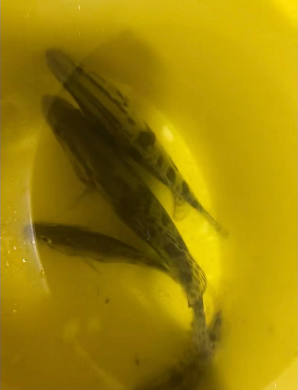 侯人解梦1：梦有人送自己花生，黄豆--大小一定会进财！(最适合去打牌或买彩票)